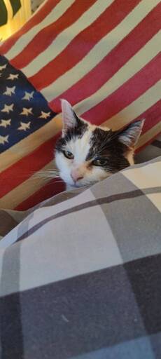 A black and white cat under a blanket, with a US flag pillow 