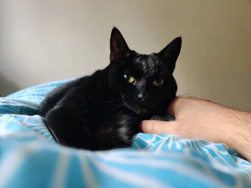 Void cat snoozes on a bed