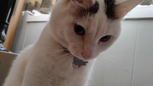The offender in question; a white cat with black spots on his head